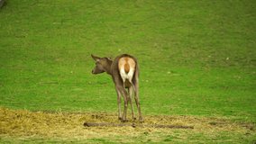 Video of Red deer on meadow