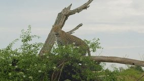 Leopard with tracking collar on tree branch, Uganda in Africa. Handheld