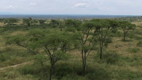 Flying over off-road 4x4 safari truck driving in Uganda Queen Elizabeth National Park of Africa. Aerial drone view