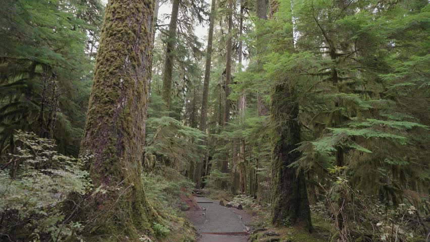 Ancient Groves Nature Trail Hike Through an Old-Growth, Lush, Mossy Rain Forest in Olympic National Park, Washington, United States
