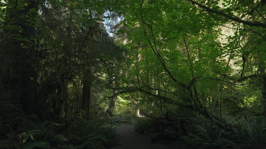 Trees Overgrown by Moss and Bushes in Hoh Rain Forest in Olympic National Park, Washington, United States