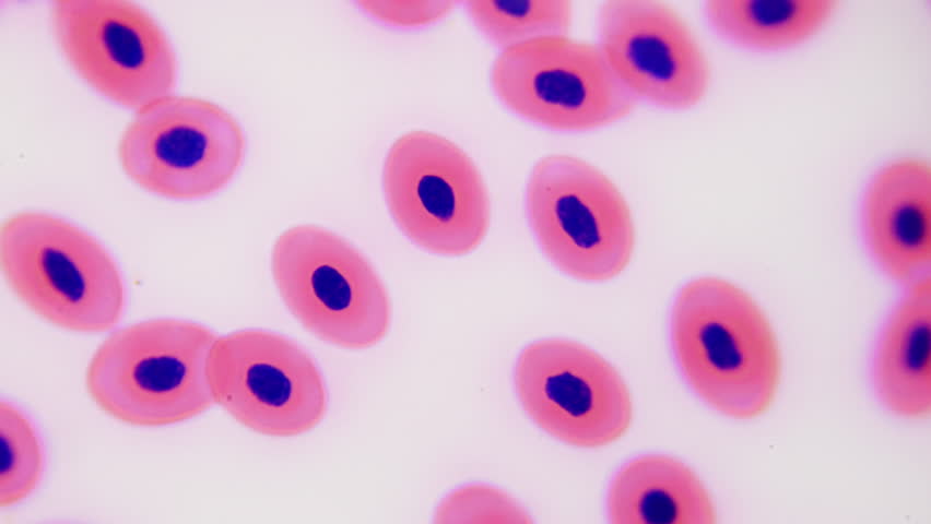 Large and spherical erythrocytes of frog blood. Science class, dissecting amphibians. Anatomy lesson under a microscope. Selection and staining of blood components. 1000x times magnification