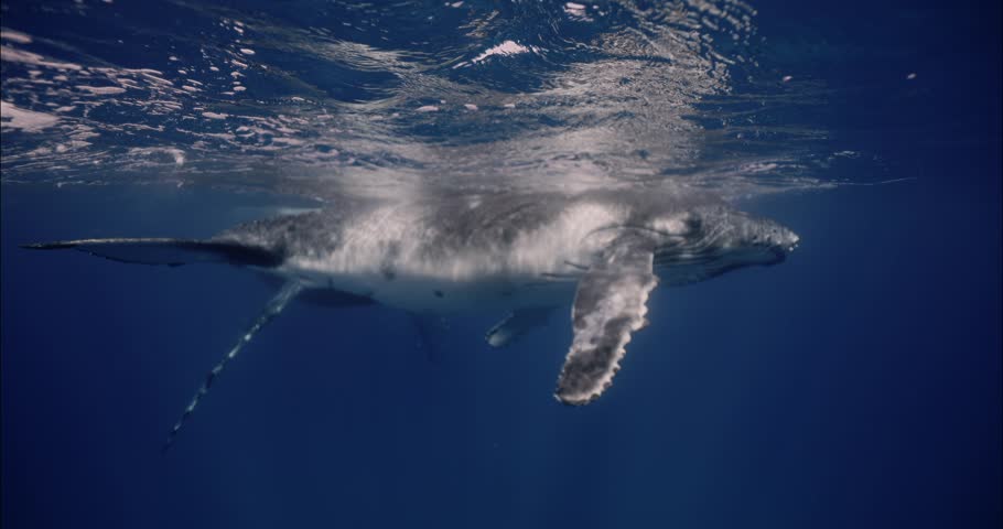 Amazing closeup humpback whale portrait underwater in Pacific Ocean comes at surface to take breath. Young whale dance relax wave flippers in water in Tonga Polynesia. Giant Mammal Marine nature life. Royalty-Free Stock Footage #1110177583