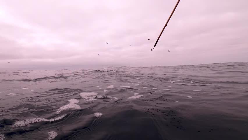 underwater view of a bluefin tuna swimming