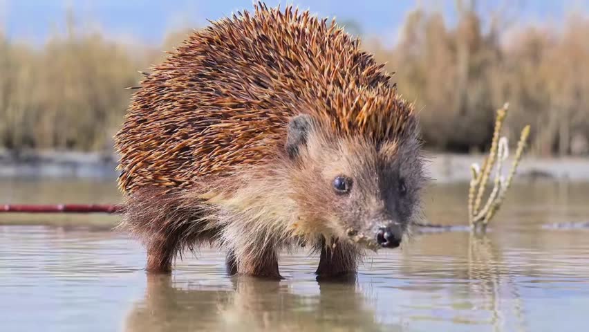 Close-Up of European Hedgehog (Erinaceus europaeus) in a Water Habitat. Royalty-Free Stock Footage #1110180815