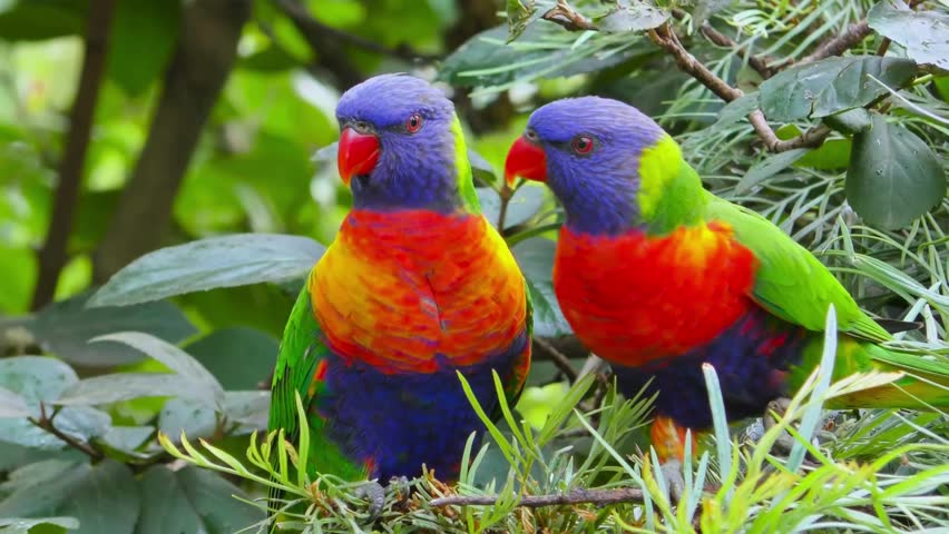 Rainbow Lorikeets (Loriini Birds) Perched on a Tree Branch in Their Natural Habitat with Natural Sounds, two parrots on a branch. Royalty-Free Stock Footage #1110180841