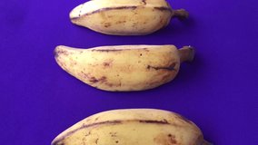 Tropical Saba Banana (Musa acuminata × balbisiana)