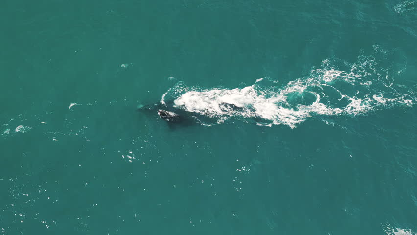 The southern right whales, Eubalaena australis. Mother and calf of the Right Whales swim near Brazilian shore near the town of Imbituba Royalty-Free Stock Footage #1110184053