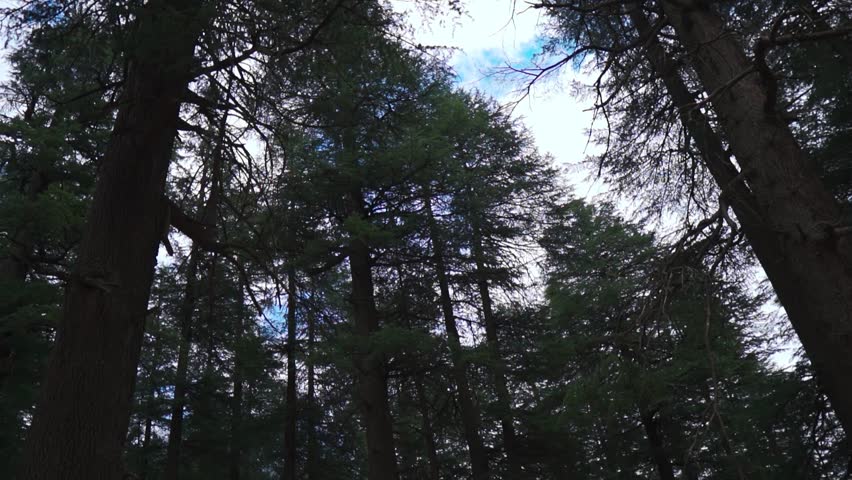 Tall and green pine trees with cloudy sky in background as seen from Hadimba devi temple in Manali, Himachal Pradesh, India. Nature background. Summer holidays in Manali.