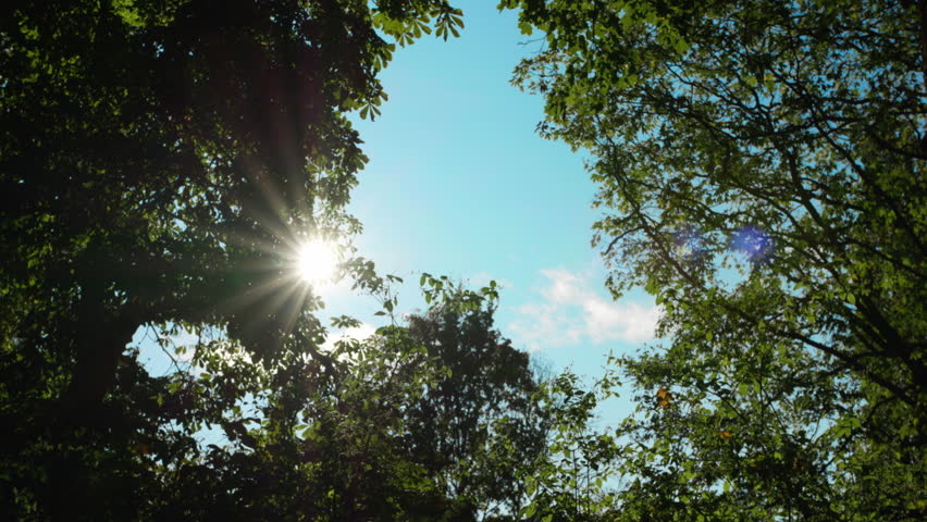 Sun shining through threes in a park at a sunny blue day