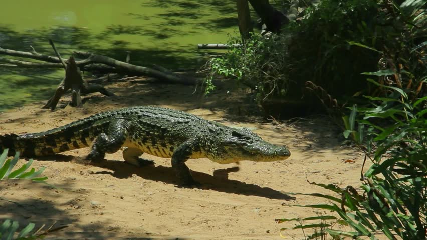 crocodile, (Crocodylus palustris), Crocodylidae, Saltwater crocodile, Big Brown and Yellow Amphibian Prehistoric,  American crocodile,  Nile crocodile. Crocodilia. 