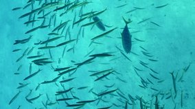 Vertocal video, Two of Yellowspotted Trevally hunting swimming inside school of Yellow-tailed Barracuda on sandy bottom background, High-angle shot, Slow motion 