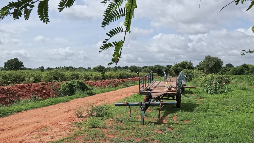 A view of empty bullock carts isolated in a roadside field during the harvesting season on a sunny day