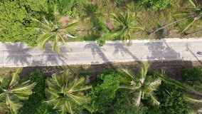 Vertical video. Top view of scooters riding along a road through a tropical island, with coconut palm trees swaying on either side.