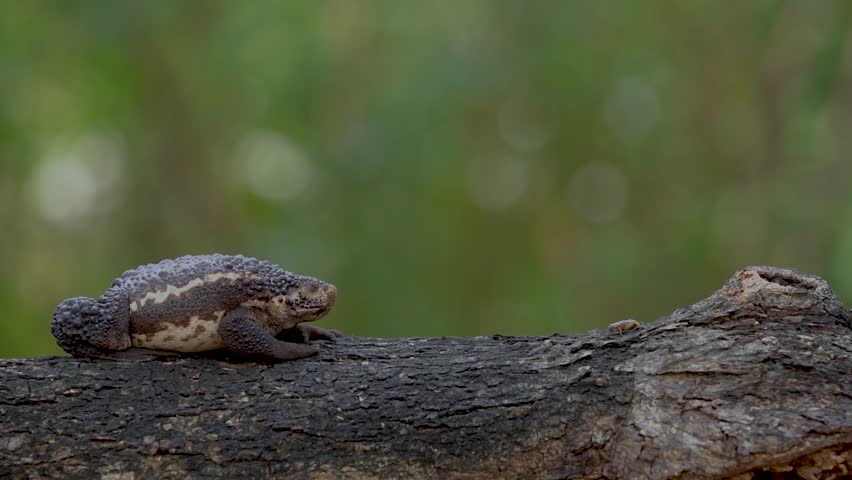 Pseudobufo subasper (or Suck Toad) catching an insect as its prey by its tongue. This toad can only be found in peat swamps, Borneo island, Indonesia.
