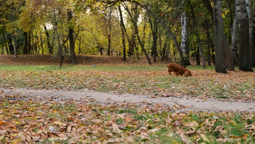 A red English cocker spaniel walks in the park in autumn. Cocker Spaniel runs in the autumn forest. Slow motion. Royalty-Free Stock Footage #1110205075