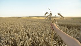Sowing Abundance: A Human Touch on Wheat Stalks in Farmland, Signifying Agrofarm Grain Production. High quality 4k footage