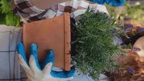 Vertical video. Growing plants, container gardening concept. Female gardener sniffs lavender plant in pot outdoors.