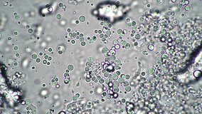 Clear, visceral real-time shot of a microbrial virus as viewed through an electron microscope. - Powered by Shutterstock - Get 15% off with code: PIKWIZARD15