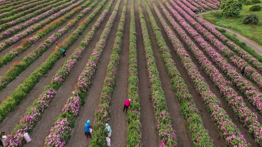 Rose picking in the Valley. Field of roses aerial view. Rose Harvesting for Rose Essential Oil Production blessing. Rose petal pickers on the field Royalty-Free Stock Footage #1110216855