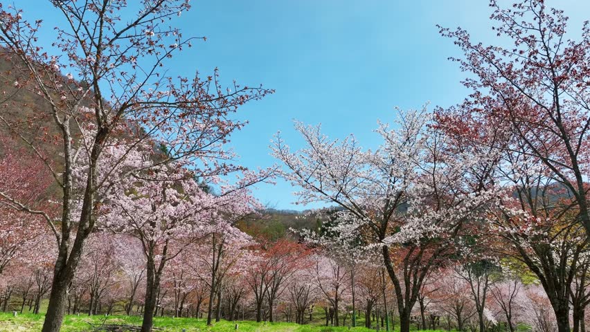 A concept video that takes off from a cherry blossom garden. Japanese tourist attraction. Drone aerial view. Royalty-Free Stock Footage #1110216957