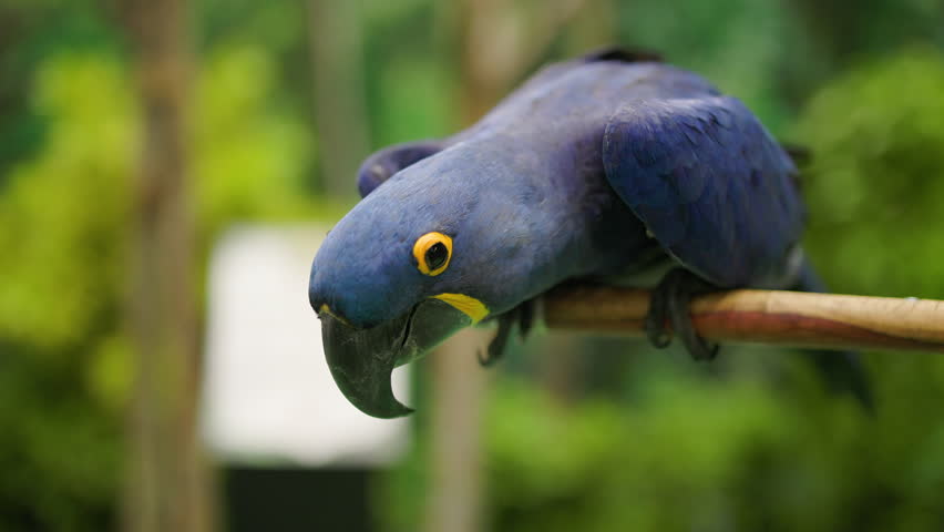 Close-up of a Hyacinth Macaw perched on a branch. It is the largest Macaw in the world.