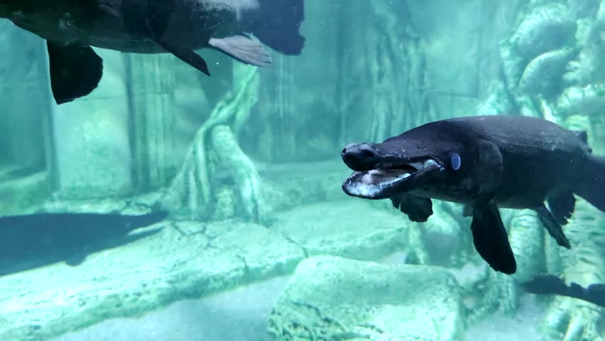 Close-up side view of Alligator gar (Atractosteus spatula) fish swimming in turquoise coloured freshwater aquarium. Soft focus. Slow motion video. Fish keeping theme.
