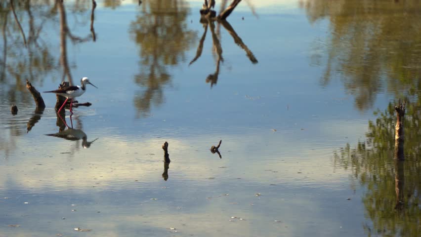 Pied stilt, himantopus leucocephalus walking on the tidal flats, foraging for small aquatic preys in the shallow waters with nature reflection on the water surface at Boondall Wetlands Reserve.