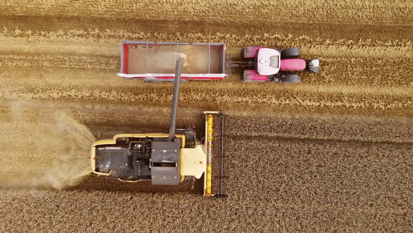 Grain Auger Of Combine Harvester Pouring Wheat Or Barley Into Tractor Trailer while collecting crops. Work in agronomic farm business and production organic eco bio food