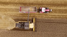 Grain Auger Of Combine Harvester Pouring Wheat Or Barley Into Tractor Trailer while collecting crops. Work in agronomic farm business and production organic eco bio food - Powered by Shutterstock - Get 15% off with code: PIKWIZARD15