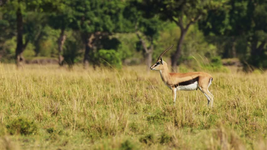 Thomsons Gazelle Alert and Watching Predator in Savanna on African Wildlife Safari in Maasai Mara in Savannah Landscape in Hot Weather on Sunny Day in Kenya in Masai Mara in Africa