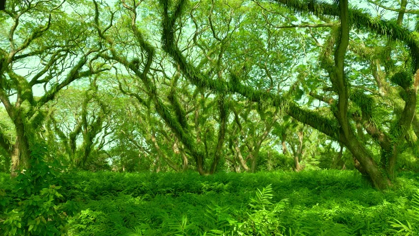Wildness rainforest in the Amazon jungle, Brazil. Aerial Drone view 4K.