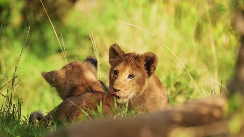 Cute baby lion cubs playing in the shade of maasai mara national reserve wilderness surrounded by greenery, Kenya, Africa Safari Animals in Masai Mara North Conservancy Royalty-Free Stock Footage #1110237827