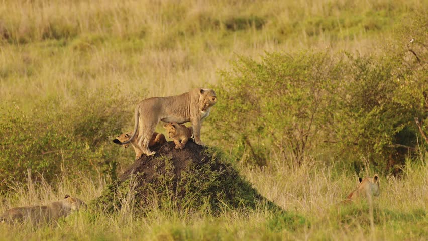 Slow Motion Shot of Mother and cubs search across the African plains for food, family Wildlife in Maasai Mara National Reserve, Kenya, Africa Safari Animals in Masai Mara North Conservancy