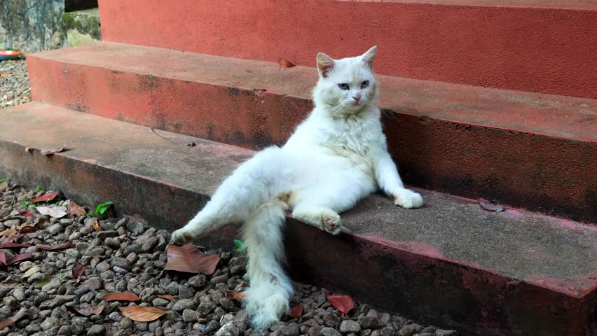 White cat sitting upright like human. Cat sits in human-like posture