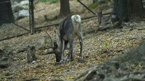 Video of Reindeer in zoo