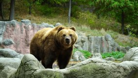 Video of Kamchatka brown bear