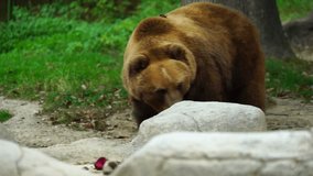 Video of Kamchatka brown bear