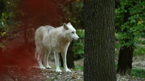 Video of Arctic wolf in zoo