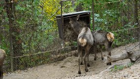Video of Altai Wapiti in zoo