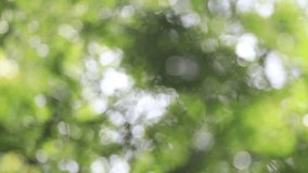 Beautiful green vibrant natural video bokeh abstract background. Defocused leaves of old trees and soft sunset sunlight transparenting through branches.