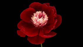 Timelapse of red peony flower blooming on black background. Blooming peony flower close-up. Wedding backdrop, Valentine's Day concept. Mother's day, Holiday, Love, birthday - Powered by Shutterstock - Get 15% off with code: PIKWIZARD15