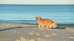 Golden Retriever Dog Running Happily on the Beach - Powered by Shutterstock - Get 15% off with code: PIKWIZARD15