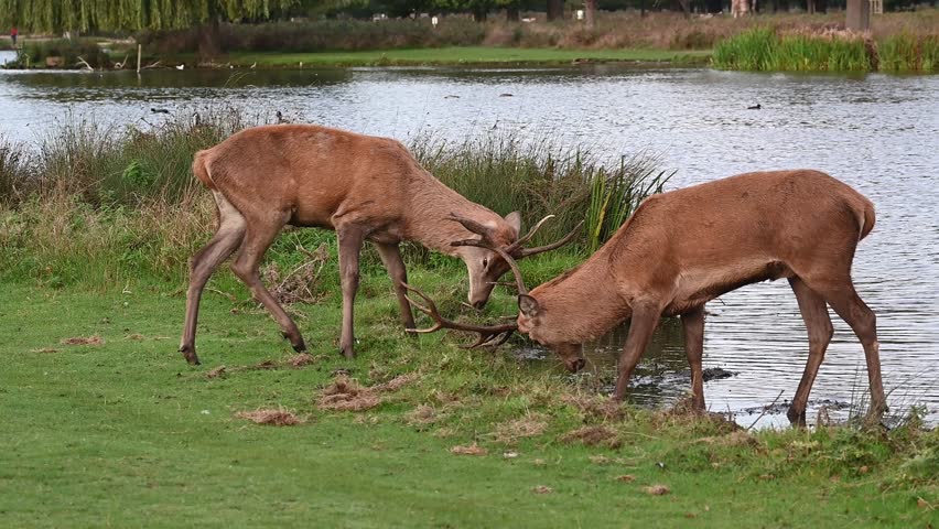 Two young male red deer grazing at side of water