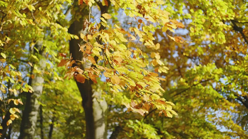 Autumn forest, many yellow and red leaves on the trees.