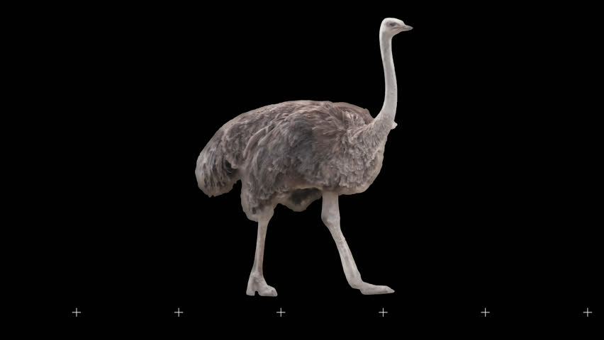 Ostrich slowly walking seamlessly looped on black screen, real shot, isolated on alpha channel premultiplied with black and white matte, perfect for digital composition, cinema, 3d mapping. | Shutterstock HD Video #1110247353