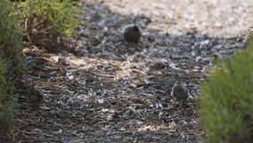 California quail adult and chicks eating