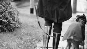 Dog walking. A girl walks with a Dog in the rain. A stylish Whippet in overalls walks next to a girl in rubber boots. The owner with her beloved purebred dog. Black and white video. Slow motion. 