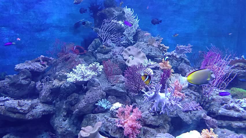 Marine ecosystem at Institute of Oceanography, Nha Trang city, Vietnam. Coral reef fish swimming at the bottom of aquarium.  | Shutterstock HD Video #1110251075