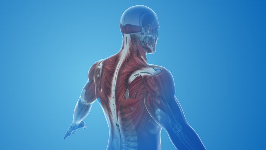 Trapezius muscles pain and injury Royalty-Free Stock Footage #1110252227